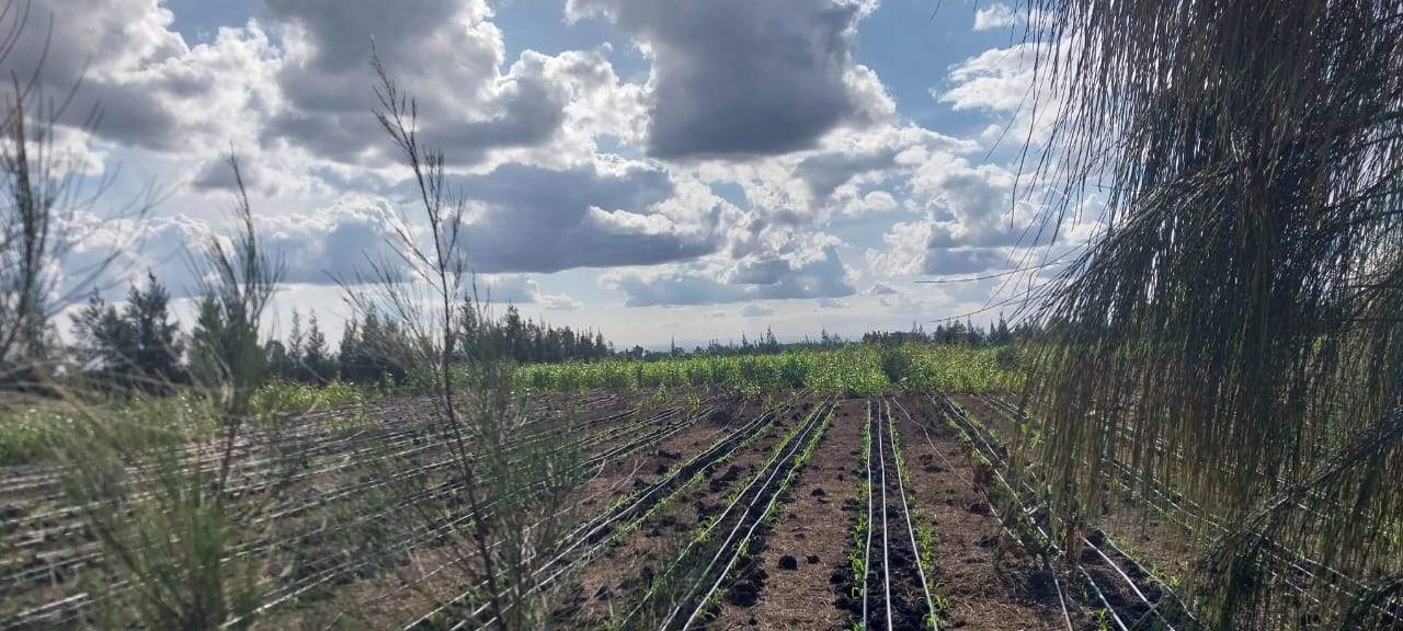 Koma Greens, Komarock