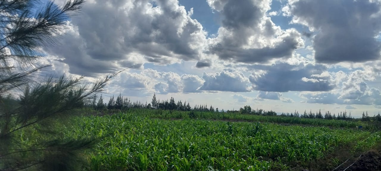 Koma Greens, Komarock